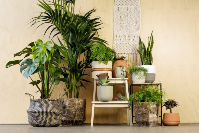 Do Interior Designers Use Fake Plants?