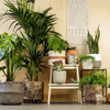Do Interior Designers Use Fake Plants?