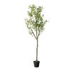 6ft Olive Tree in Drop In Plastic Pot
