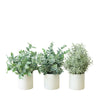 Succulent Trio in Ceramic Pots