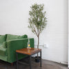 6ft Olive Tree in Drop In Plastic Pot