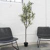 6ft Olive Tree in Drop In Plastic Pot