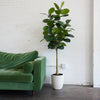 6ft Rubber Tree