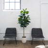 6ft Rubber Tree