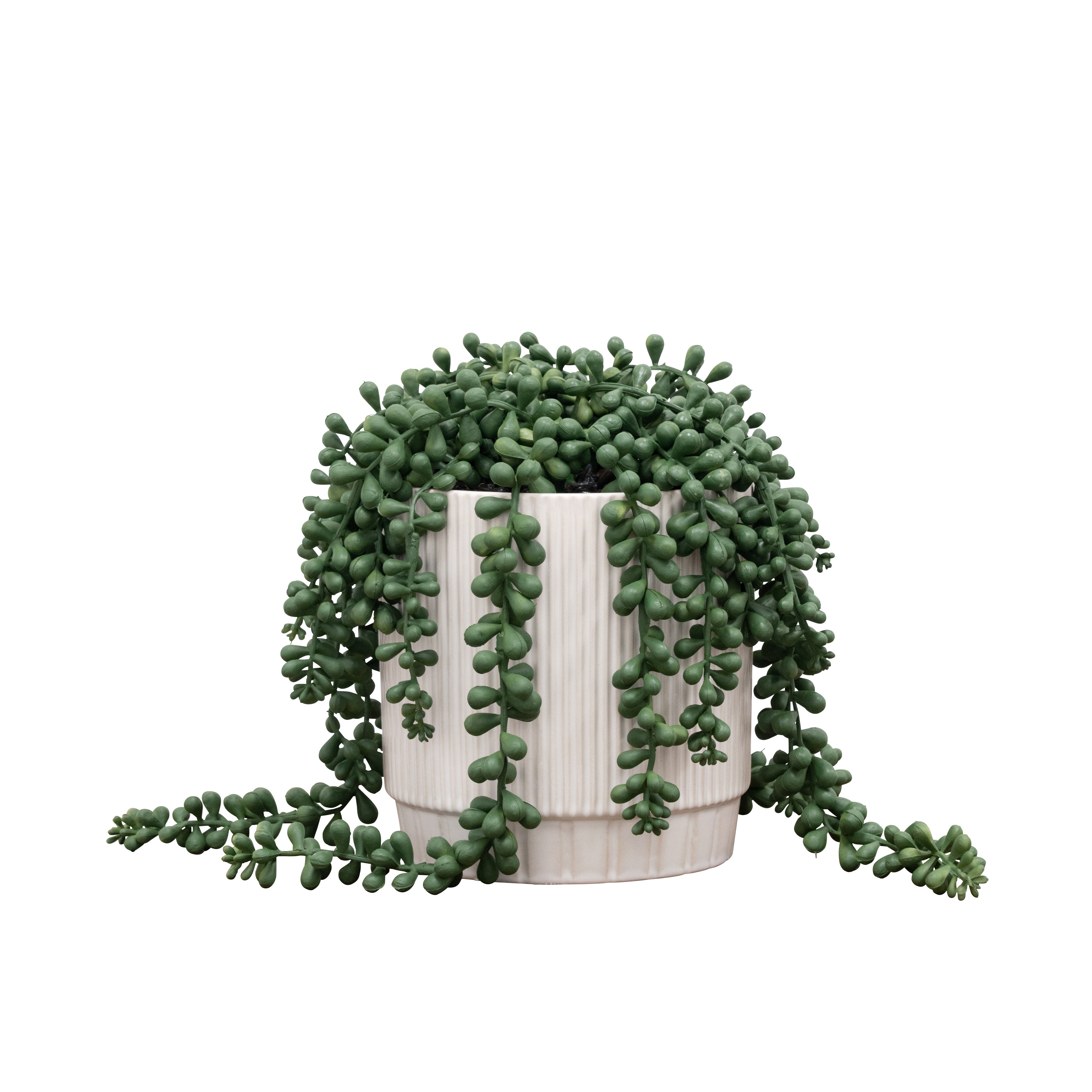 fake string of pearls succulent 10" Faux String of Pearls