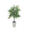 5ft Willow Tree