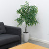 5ft Willow Tree