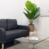 4ft Monstera