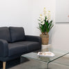 42" Natural Touch Orchid