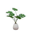 Desktop Monstera
