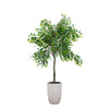 5ft Willow Tree