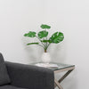 Desktop Monstera