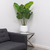 4ft Monstera in Cement