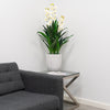4ft Natural Touch Orchid in Ceramic