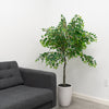 5ft Willow Tree