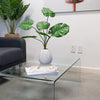 Desktop Monstera