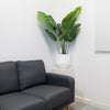 4ft Monstera in Cement