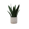 Desktop Snakeplant