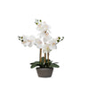 Desktop Orchid in Cement
