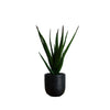 Desktop Aloe