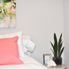 Tabletop Snake Plant