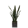 Tabletop Snake Plant