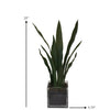 Tabletop Snake Plant